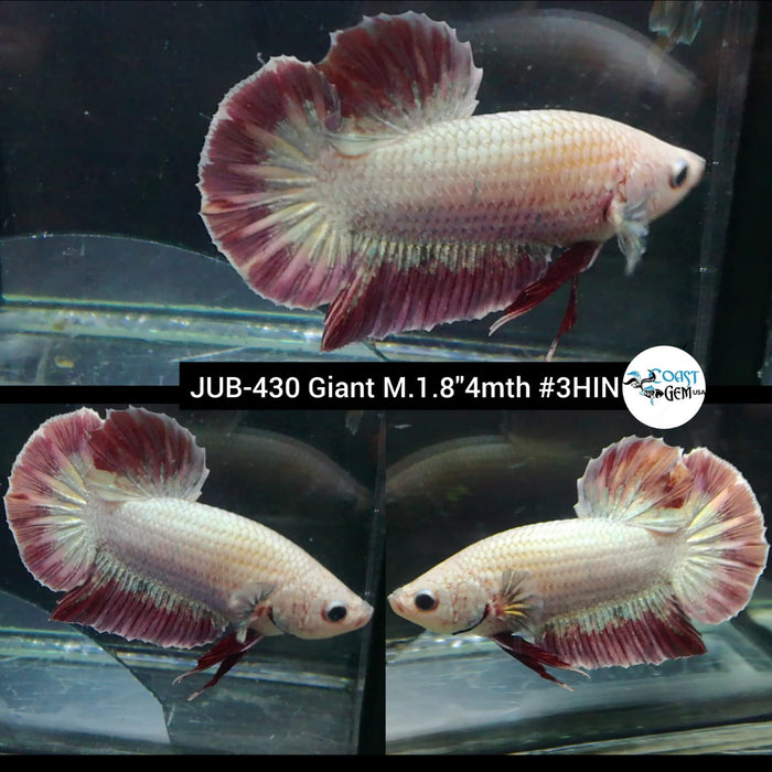 Live Male Betta Giant Copper Dragon Plakat (JUB-430) What you see What you get!