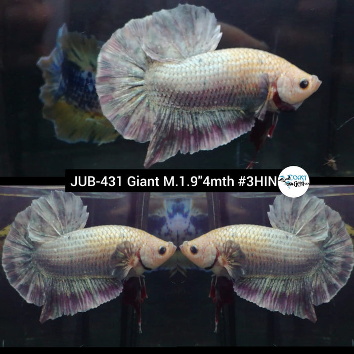 Live Male Betta Giant Copper Fancy Plakat (JUB-431) What you see What you get!