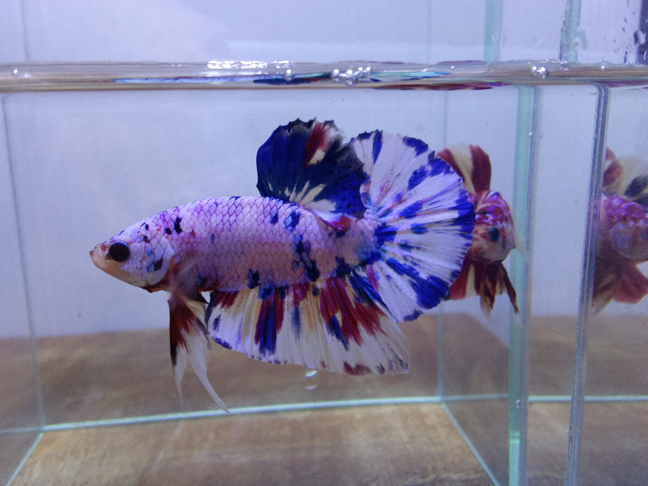 Live Freshwater Plakat Male Betta Fancy Marble Mix  Betta(CBM-1039) Our Choice BUY 4 GET 1 FREE! MIX & MATCH