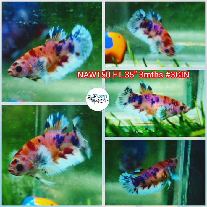 Live Female Betta Fancy Dumbo Big ear Plakat (NAW-150) what you see what you get!