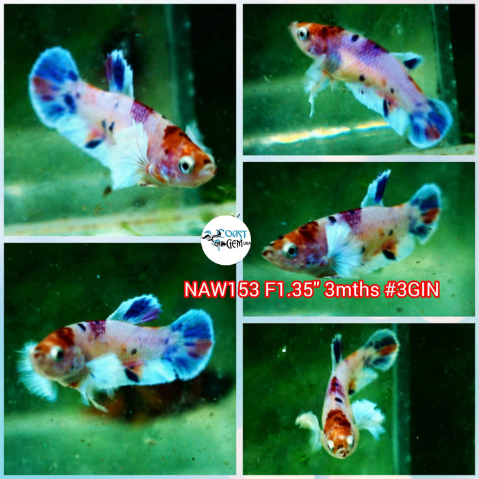 Live Female Betta Fancy Koi Dumbo Big ear Plakat (NAW-153) what you see what you get!