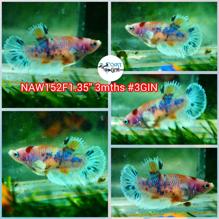 Live Female Betta Fancy Koi Dumbo Big ear Plakat (NAW-152) what you see what you get!