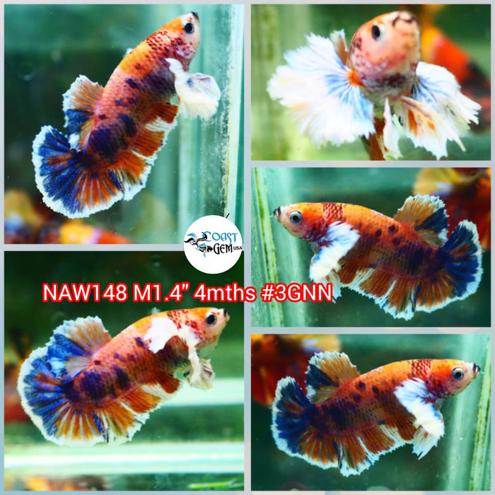 Live Male Betta Fancy Dumbo Big ear Plakat (NAW-148) what you see what you get!