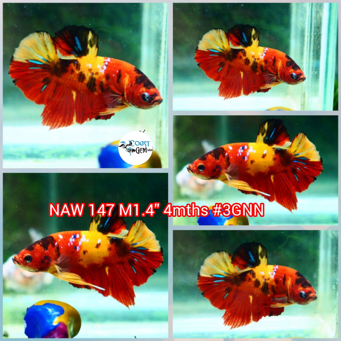 Live Male Betta Red Nemo Koi Plakat (NAW-147) what you see what you get!