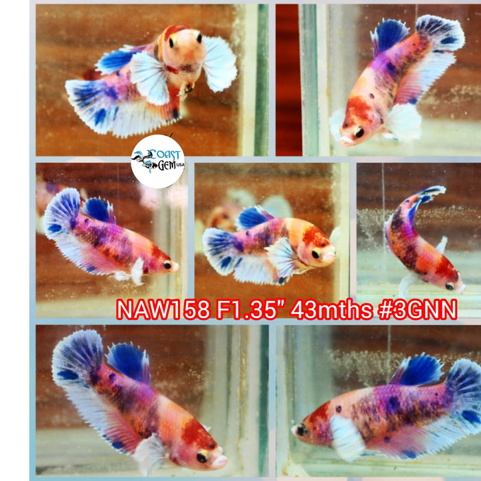 H Live Female Betta Fancy Koi Dumbo Big ear Plakat (NAW-158) what you see what you get!