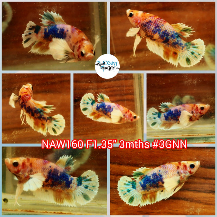 Live Female Betta Fancy marble Dumbo Big ear Plakat (NAW-160) what you see what you get!