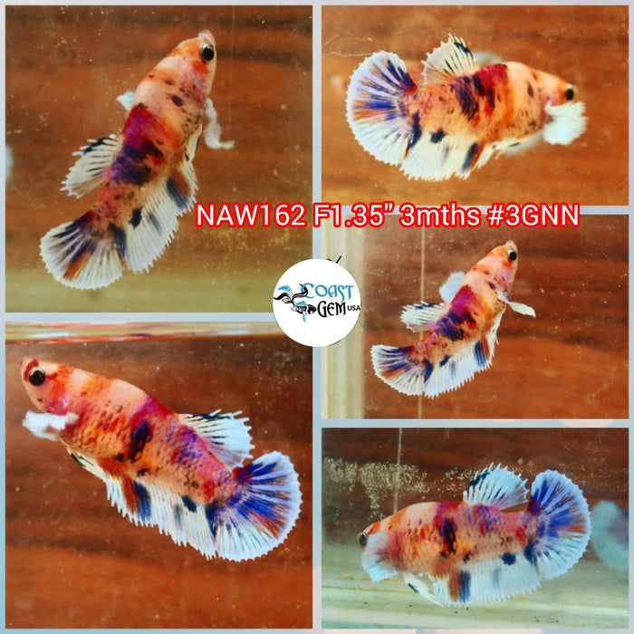 Live Female Betta Fancy Koi Dumbo Big ear Plakat (NAW-162) what you see what you get!