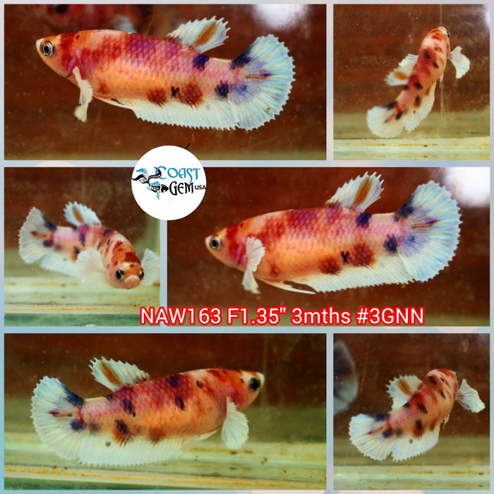 Live Female Betta Fancy Koi Dumbo Big ear Plakat (NAW-163) what you see what you get!