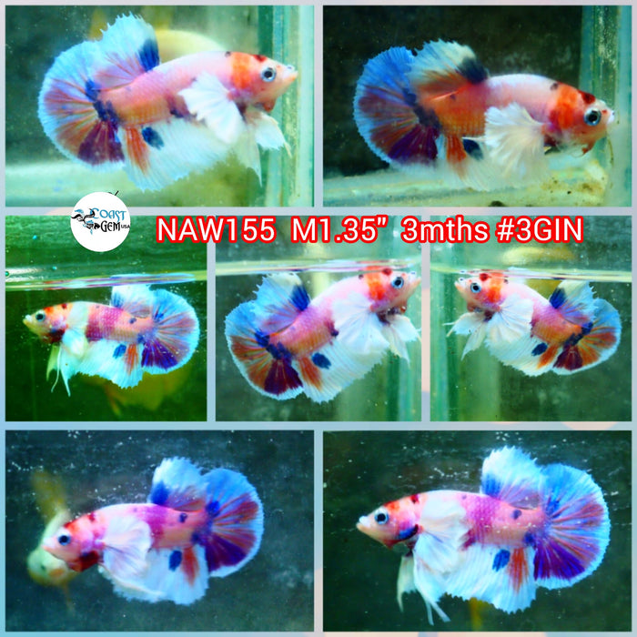 H Live Male Betta Candy Dumbo Big ear Plakat (NAW-155) what you see what you get!