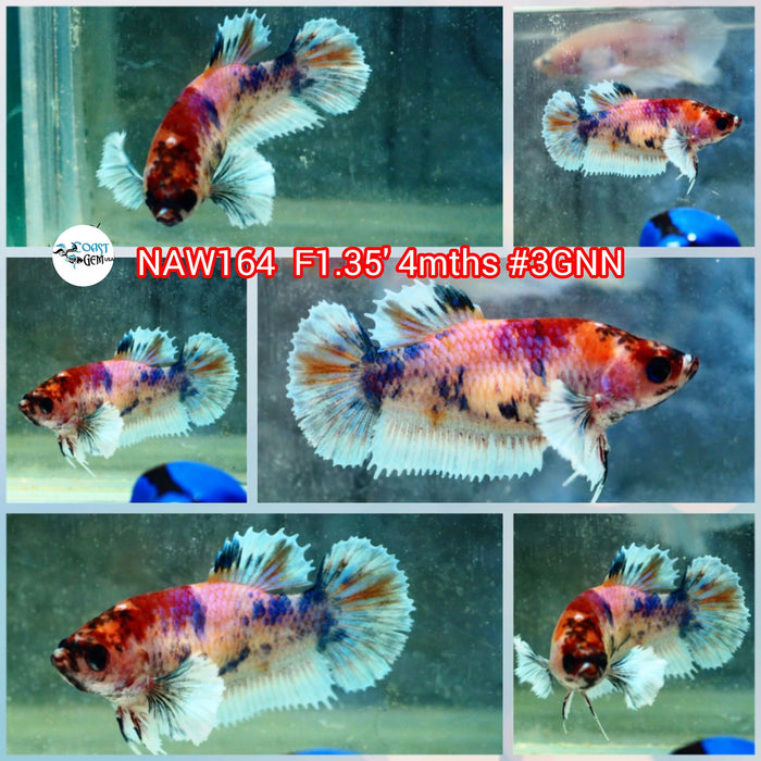 H Live Female Betta Fancy Koi Dumbo Big ear Plakat S128 (NAW-164) what you see what you get!