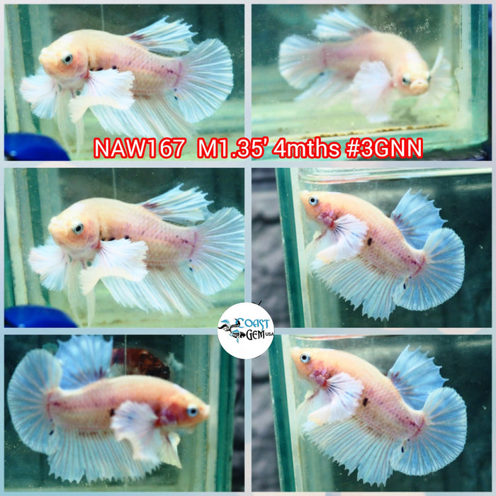 Live Male Betta Cello-Blue marble Dumbo Big ear Plakat (NAW-167) what you see what you get!