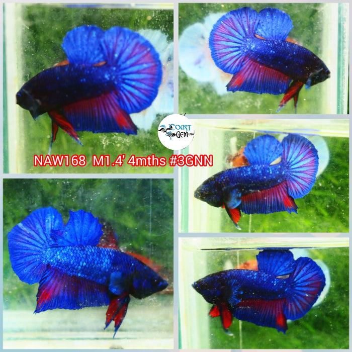 Live Male Betta Blue Avatar Plakat (NAW-168) what you see what you get!