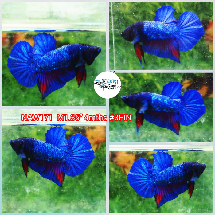 Live Male Betta Blue Avatar Plakat (NAW-171) what you see what you get!