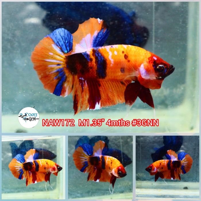 H Live Male Betta Orange Nemo Koi Plakat (NAW-172) what you see what you get!