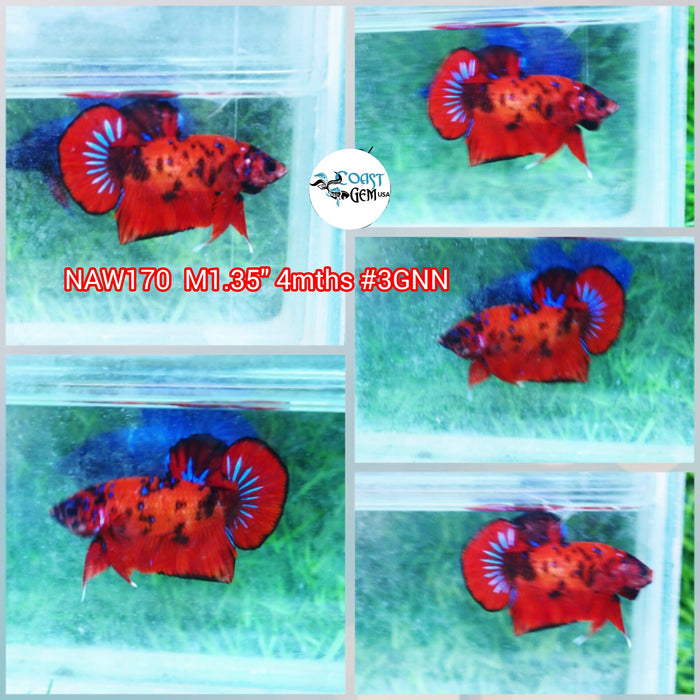 Live Male Betta Red Koi Original Plakat (NAW-170) what you see what you get!