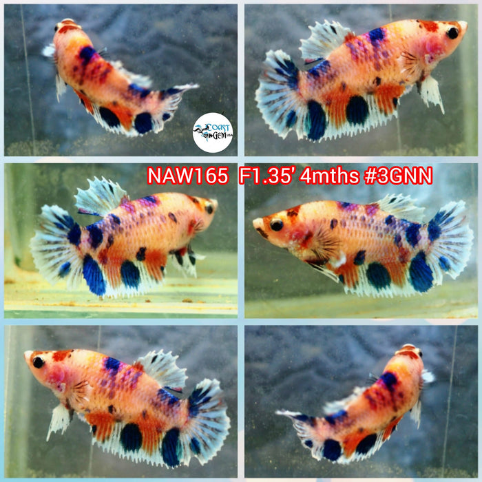 Live Female Betta Fancy Koi Dumbo Big ear Plakat (NAW-165) what you see what you get!