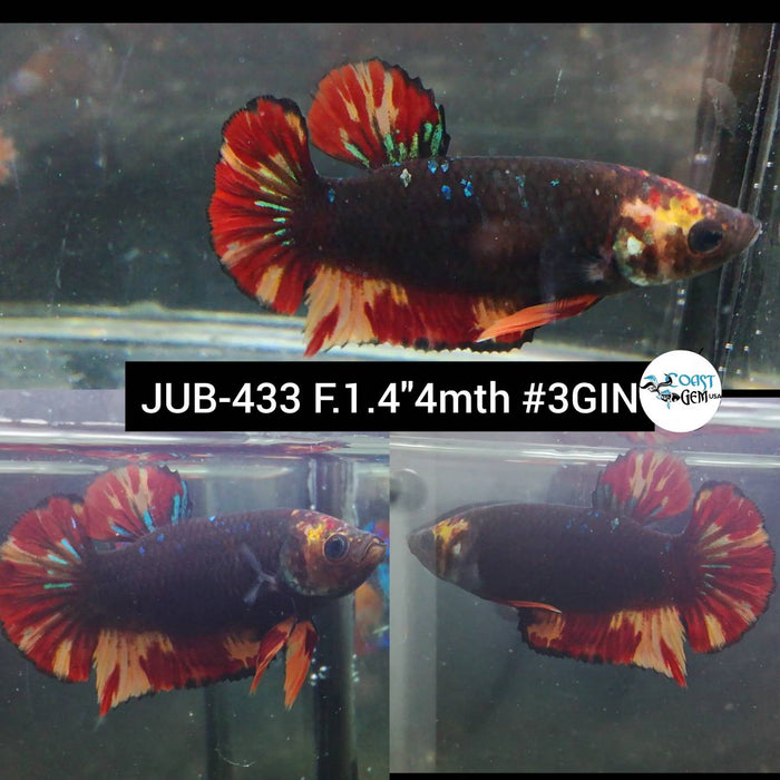 Live Female Betta Black Nemo Plakat (JUB-433) High quality what you see what you get!