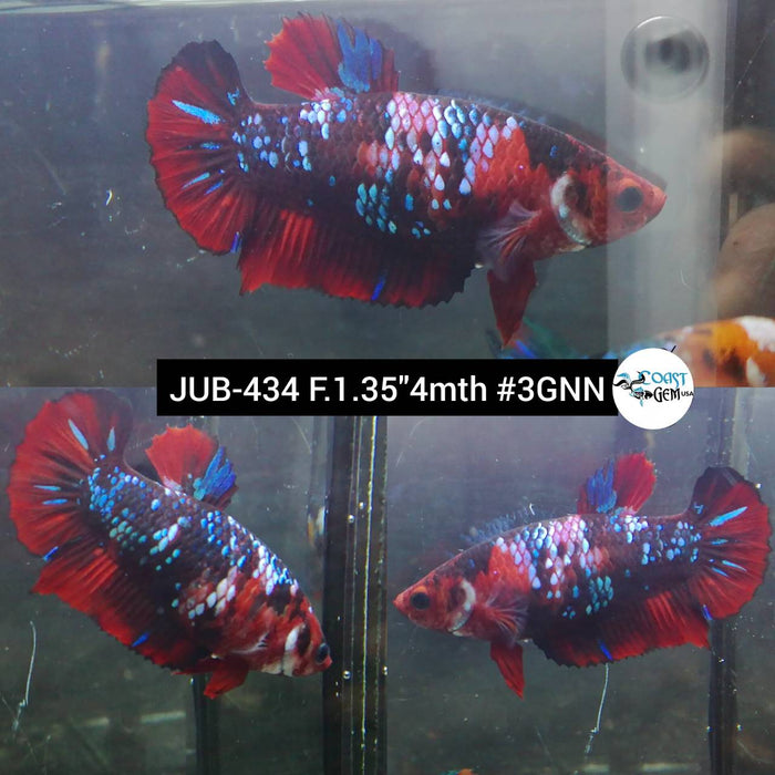 H Live Female Betta Red Galaxy Koi Plakat (JUB-434) High quality what you see what you get!