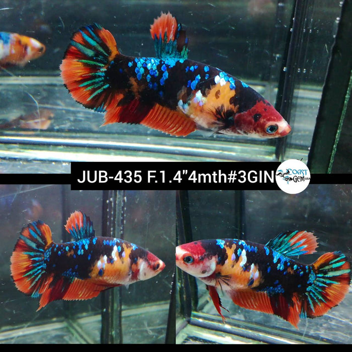 Live Female Betta Galaxy Nemo Plakat S132  (JUB-435) High quality what you see what you get!