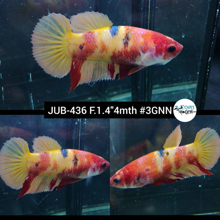 H Live Female Betta Classic Nemo Plakat (JUB-436) High quality what you see what you get!