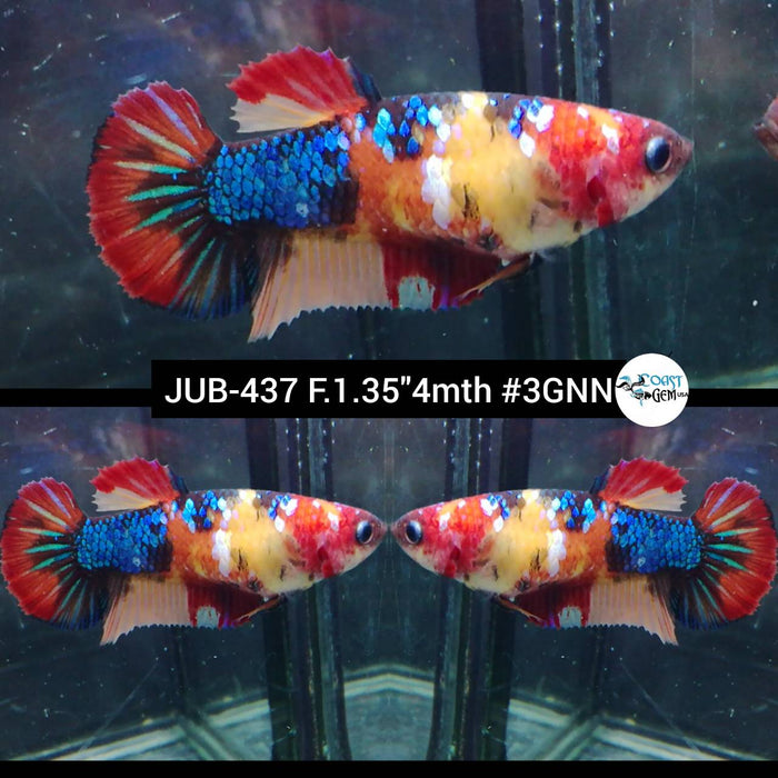 Live Female Betta Galaxy Nemo Plakat (JUB-437) High quality what you see what you get!