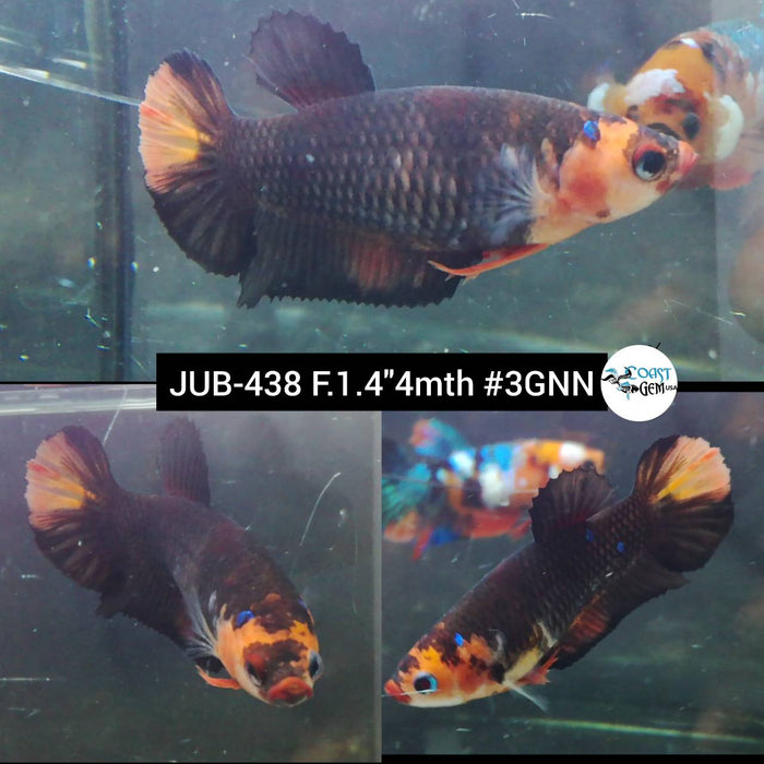 Live Female Betta Black Nemo Plakat (JUB-438) High quality what you see what you get!