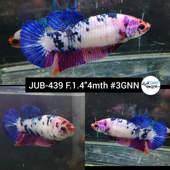 H Live Female Betta Violet Blue marble Plakat (JUB-439) High quality what you see what you get!