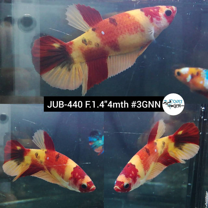 Live Female Betta Classic Nemo Yellow base Plakat (JUB-440) High quality what you see what you get!