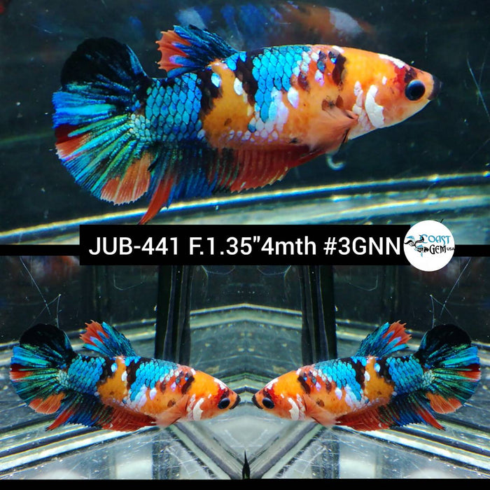 H Live Female Betta Galaxy Nemo Plakat (JUB-441) High quality what you see what you get!