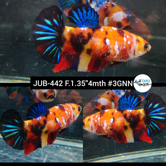 Live Female Betta Galaxy Nemo Plakat (JUB-442) High quality what you see what you get!