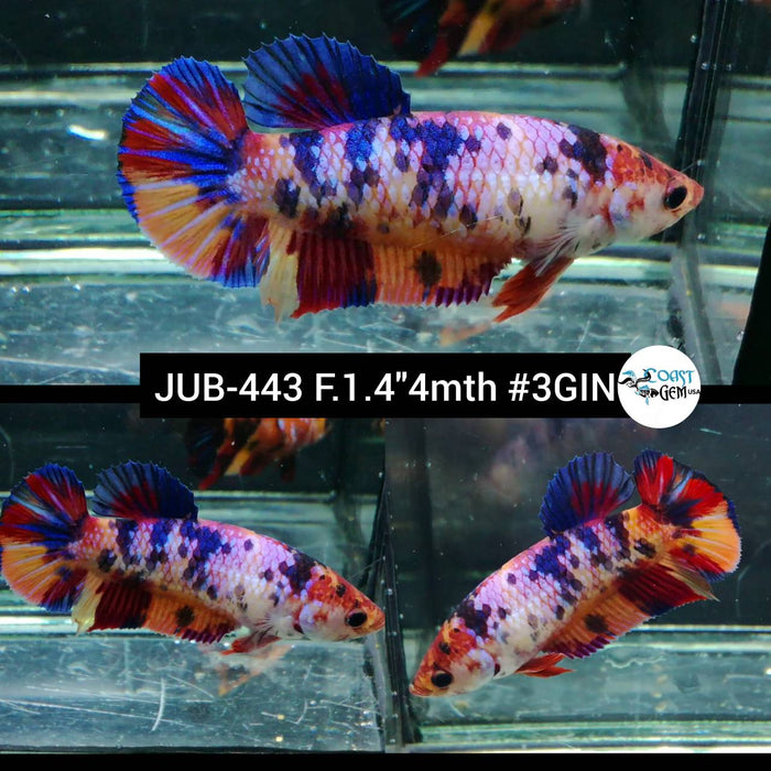 Live Female Betta Candy multi colors Plakat (JUB-443) High quality what you see what you get!