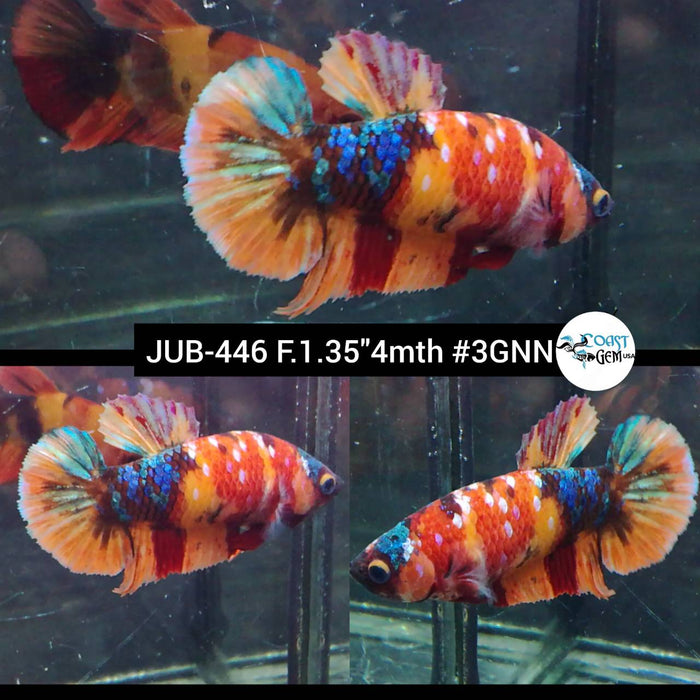 Live Female Betta Galaxy Nemo Plakat (JUB-446) High quality what you see what you get!