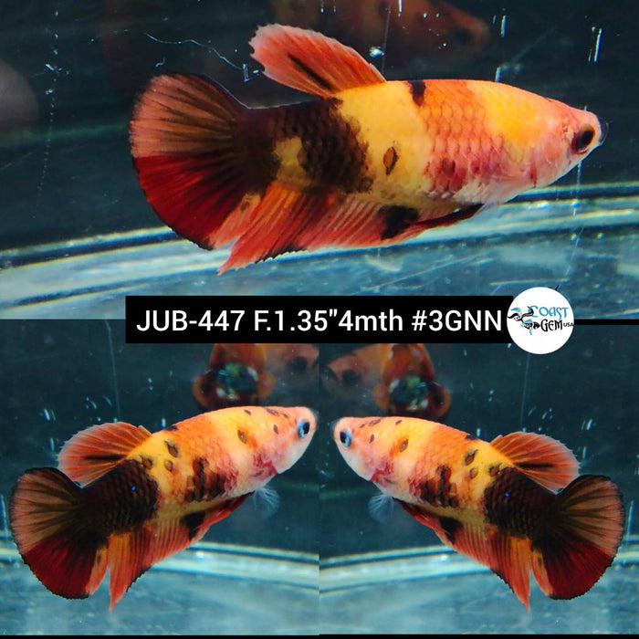 Live Female Betta Classic Nemo Plakat (JUB-447) High quality what you see what you get!