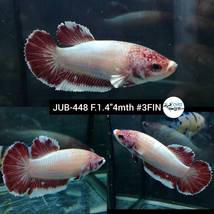 Live Female Betta Copper Fancy Light Tone Plakat (JUB-448) High quality what you see what you get!