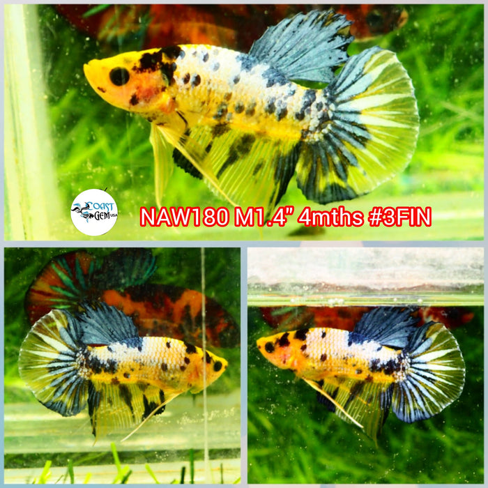 Live Male Betta Yellow Koi copper Plakat (NAW-180) what you see what you get!