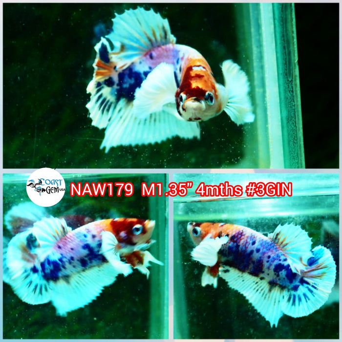 H Live Male Betta Candy Dumbo Big Ear Plakat (NAW-179) what you see what you get!