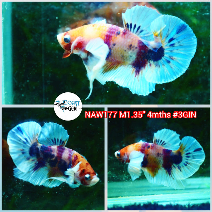 Live Male Betta Candy Dumbo Big Ear Plakat (NAW-177) what you see what you get!