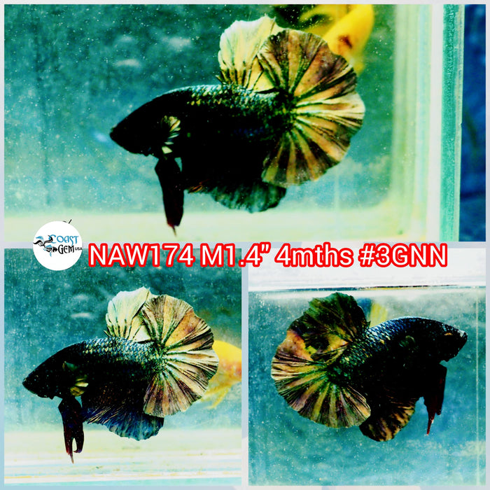 H Live Male Betta Copper Color Bigtail (NAW-174) what you see what you get!