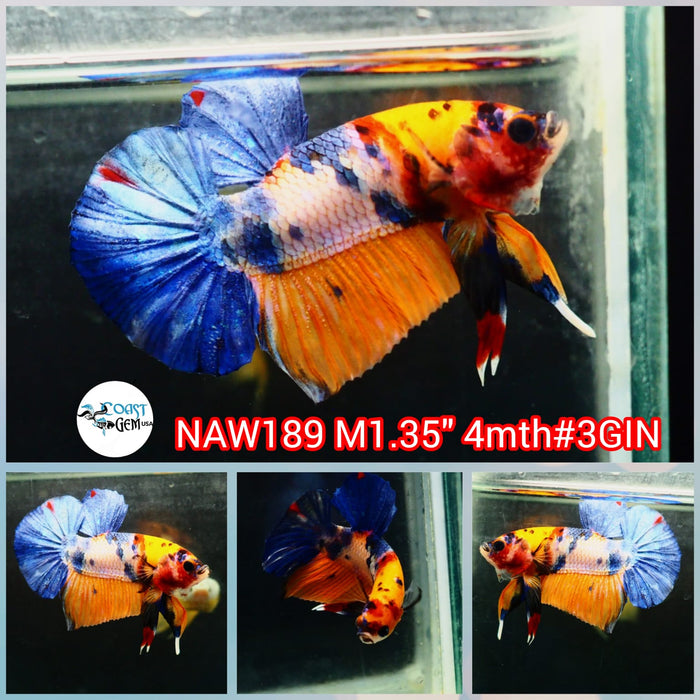 Live Male Betta Fancy marble Plakat (NAW-189) what you see what you get!