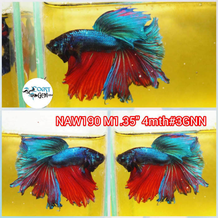 X Live Male Betta Red Fancy Halfmoon (NAW-190) what you see what you get!