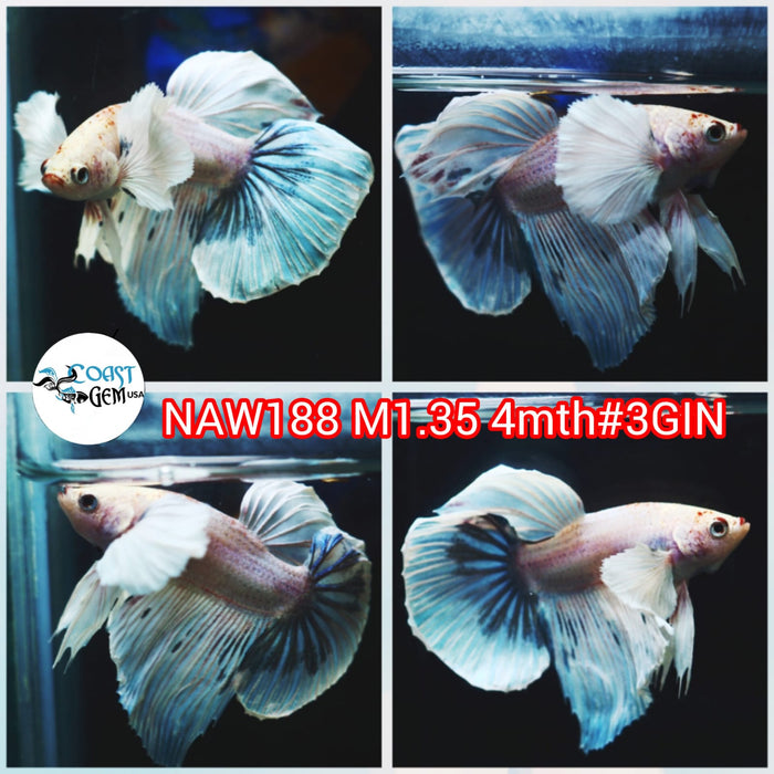 Live Male Betta Fancy marble pastel Dumbo Halfmoon (NAW-188) what you see what you get!