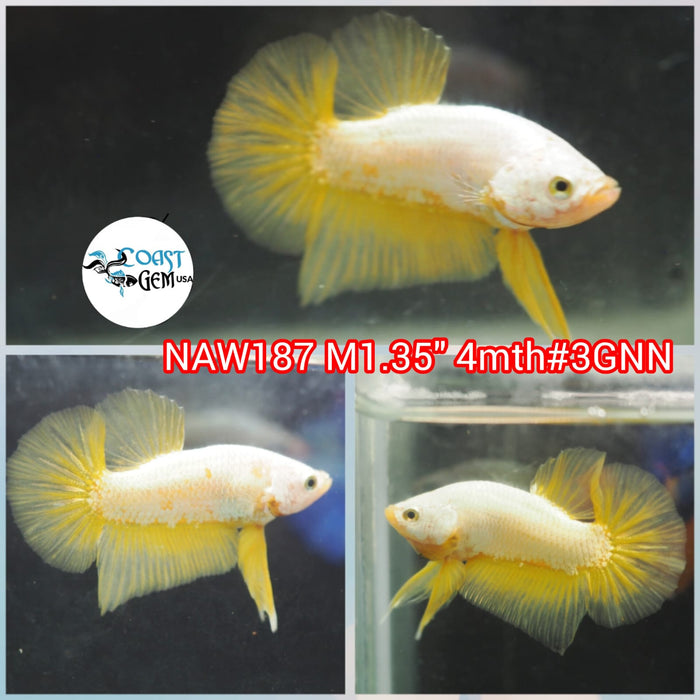 Live Male Betta Yellow Dragon Plakat (NAW-187) what you see what you get!