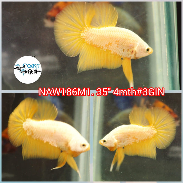 Live Male Betta Yellow Dragon Plakat (NAW-186) what you see what you get!