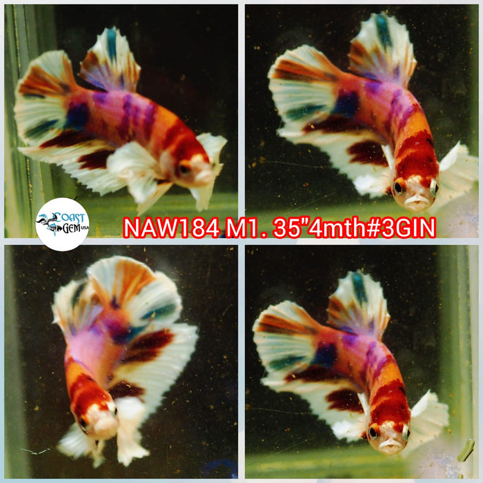 X Live Male Betta Candy Dumbo Big ear Plakat (NAW-184) what you see what you get!