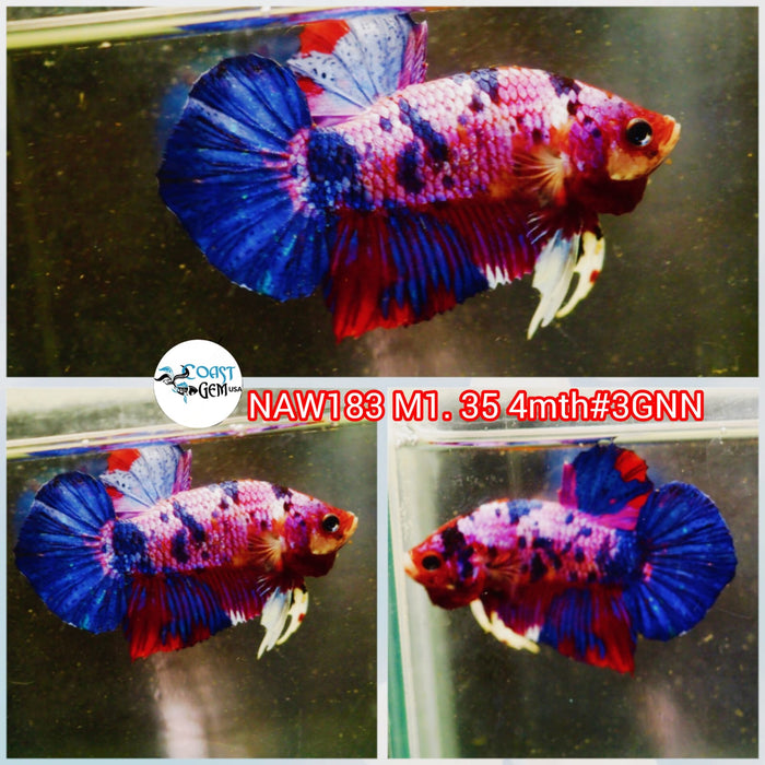 H Live Male Betta Fancy marble Plakat S112 (NAW-183) what you see what you get!