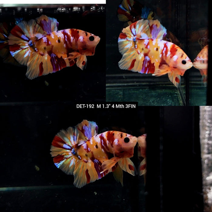 Live Male Betta Candy Nemo Plakat (DET-192) What you see what you get! S131