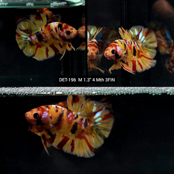 Live Male Betta Yellow Nemo koi Plakat S212 (DET-196) What you see what you get!