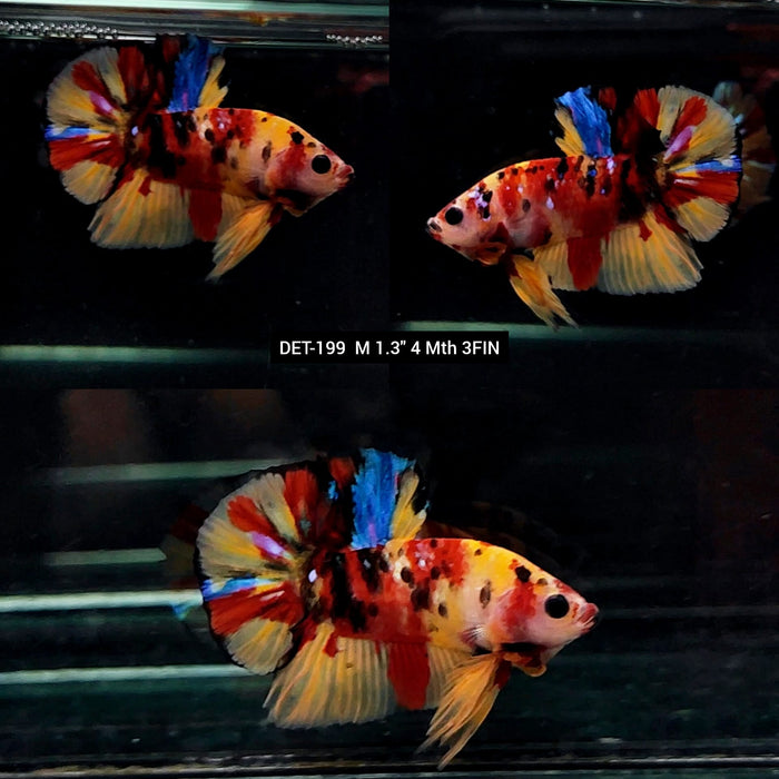 Live Male Betta Yellow Nemo koi Plakat (DET-199) What you see what you get! S135