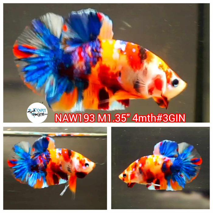 H Live Male Betta Fancy Koi Plakat (NAW-193) What you see what you get!