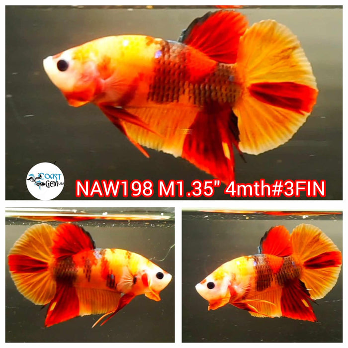 Live Male Betta Orange Classic Nemo Plakat (NAW-198) What you see what you get!